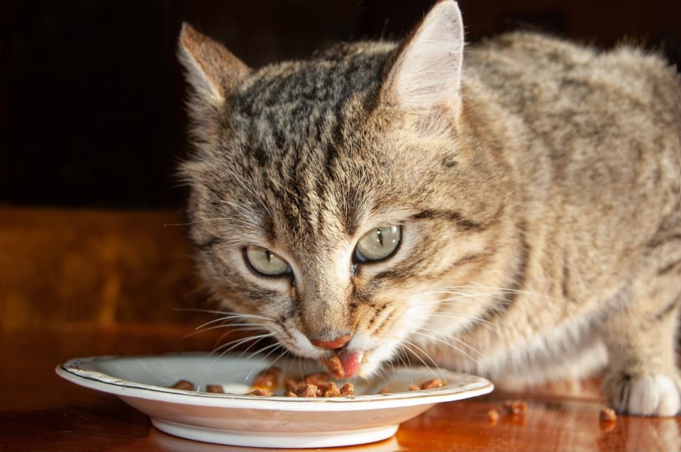 Jaka karma dla kota? Wybierz z Royal Canin